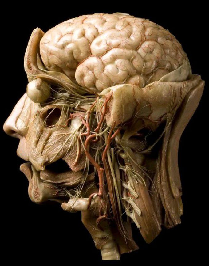 Human head