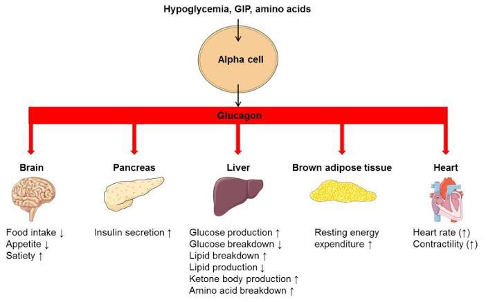 Glucagon Effect - MEDizzy