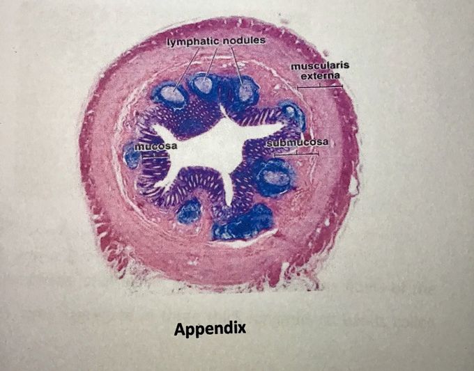 Burst Appendix