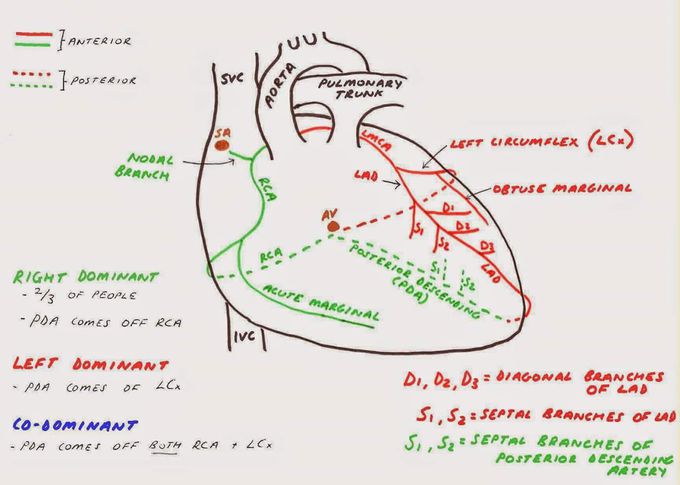 Anatomy of coronary arteries. Biology Diagrams