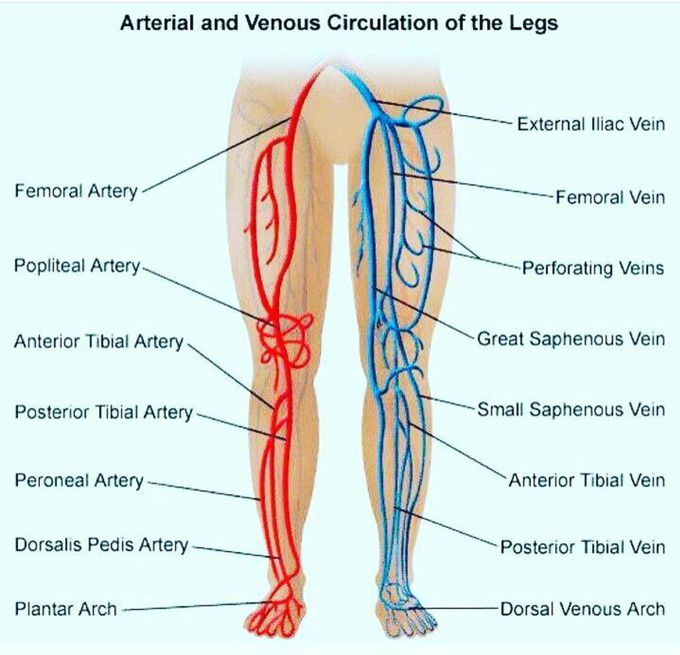 Vascular Anatomy