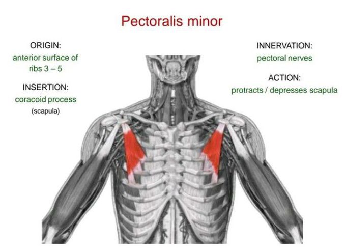 Pectoralis minor