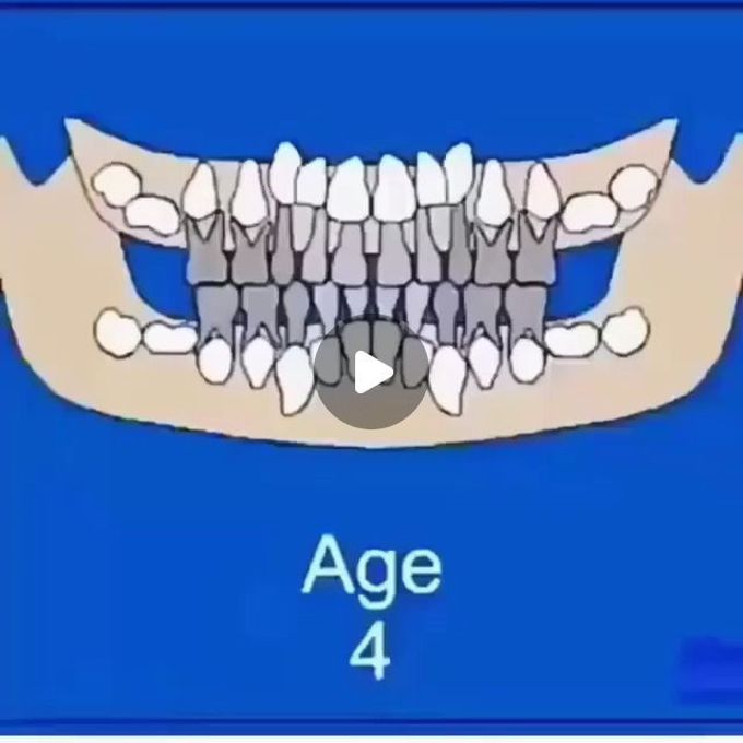 Teeth eruption chart