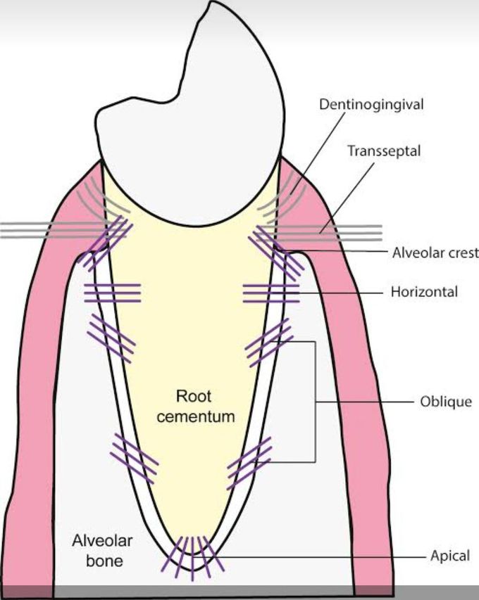 Periodontal ligament fibres