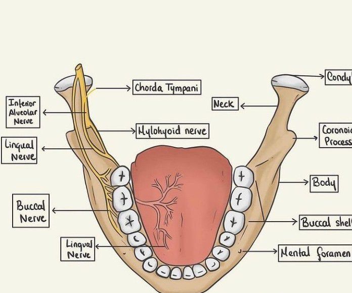 Nerves associated with mandible - MEDizzy