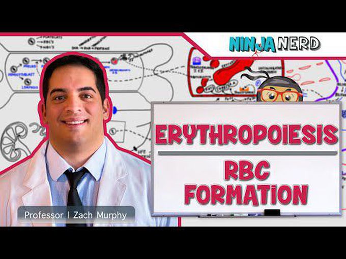 Detailed process of Erythropoiesis