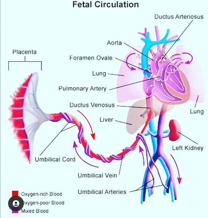 Fetal circulation