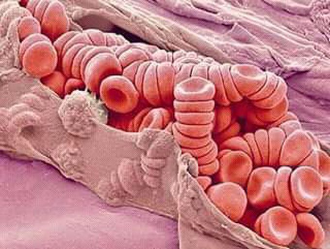Blood system