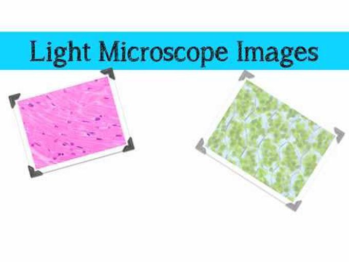 Comparison of microscopes in all aspects