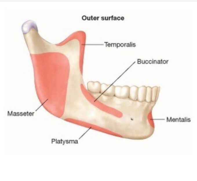 Insertions of facial muscles on mandible