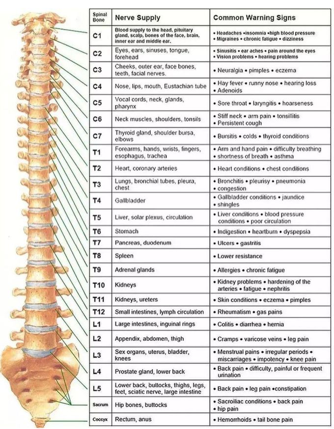 Spinal Nerve - Functions