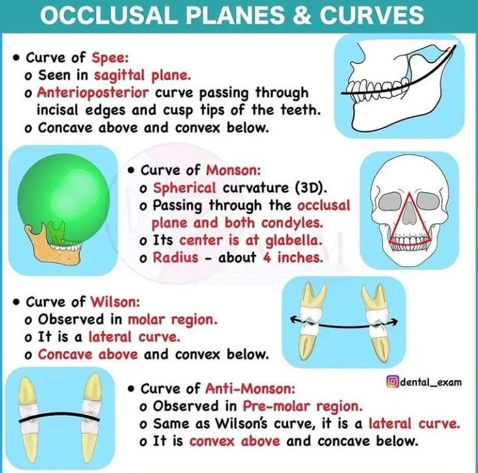 Occlusal planes and curves