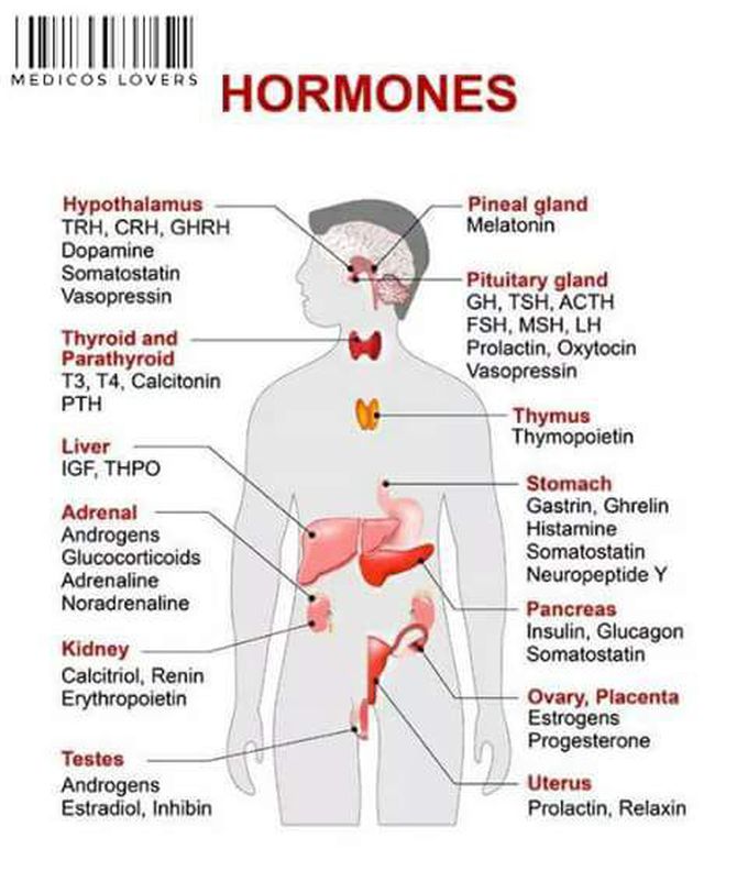 The Hormones