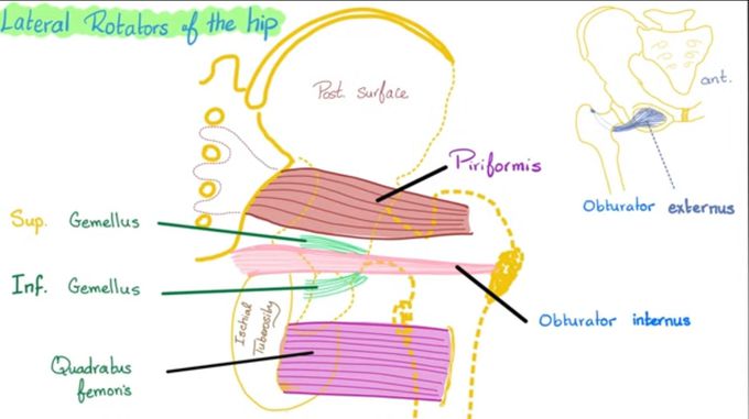 Structures Under-Cover of Gluteus Maximus