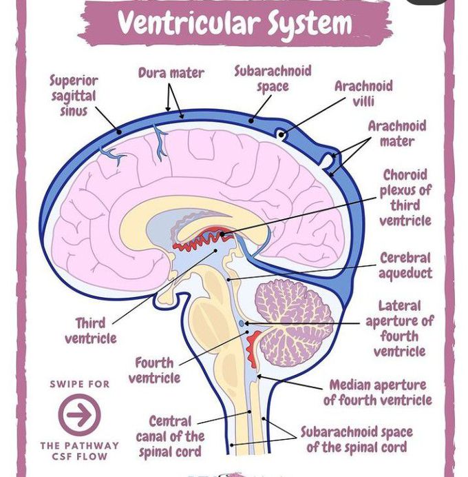 Ventricular system