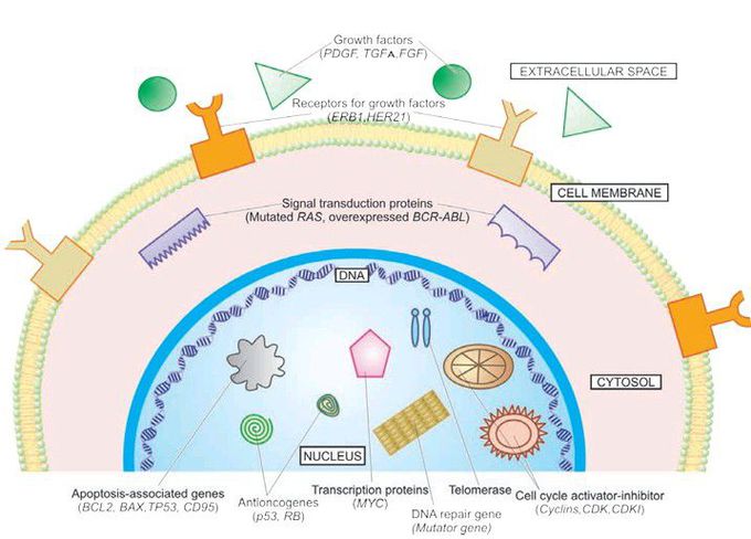 Activation-inactivation of cancer-genes