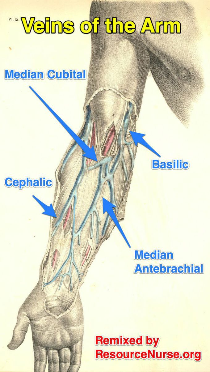 VEINS OF THE ARM