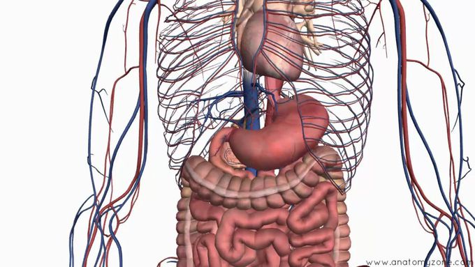 Introduction to the Digestive System Part 2 - Oesophagus and Stomach - 3D Anatomy Tutorial