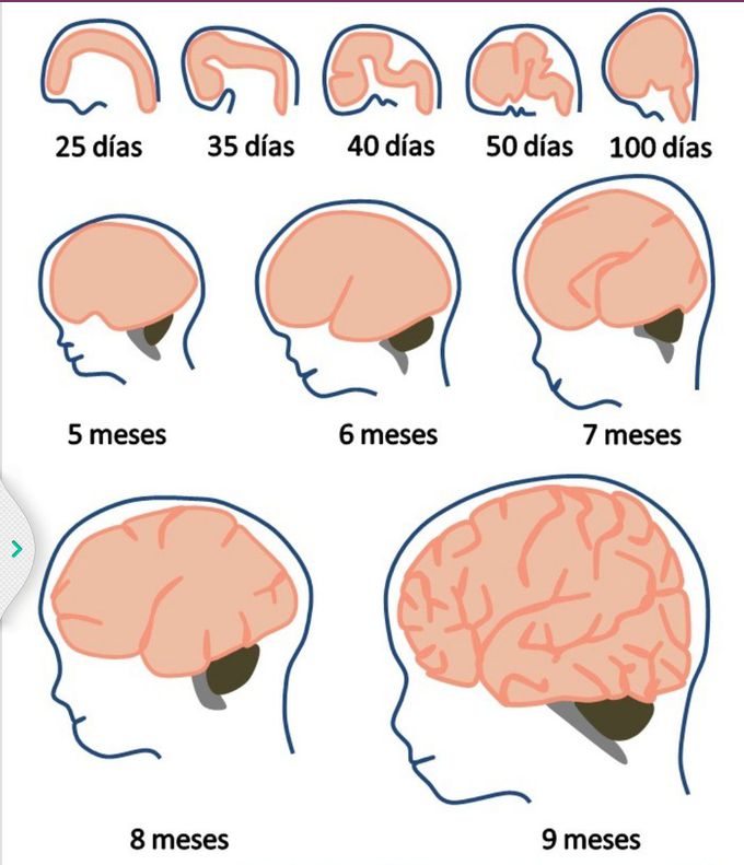 gestation-period-medizzy