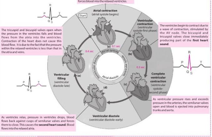 Cardiac cycle