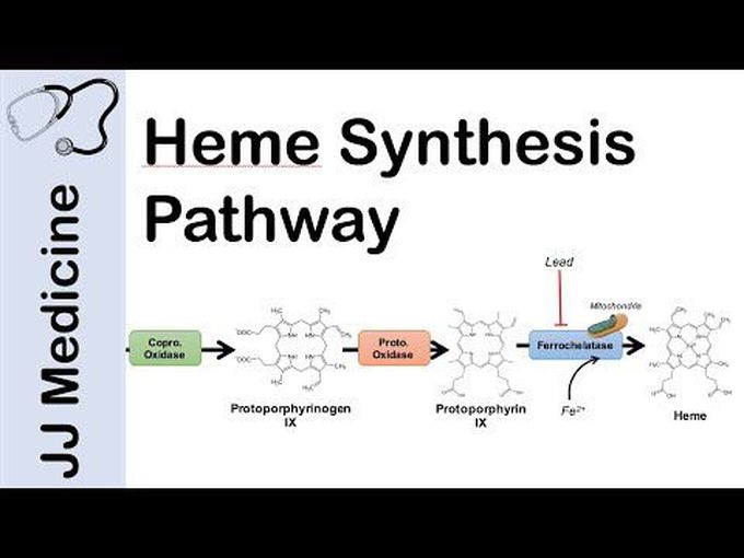 Heme synthesis pathway