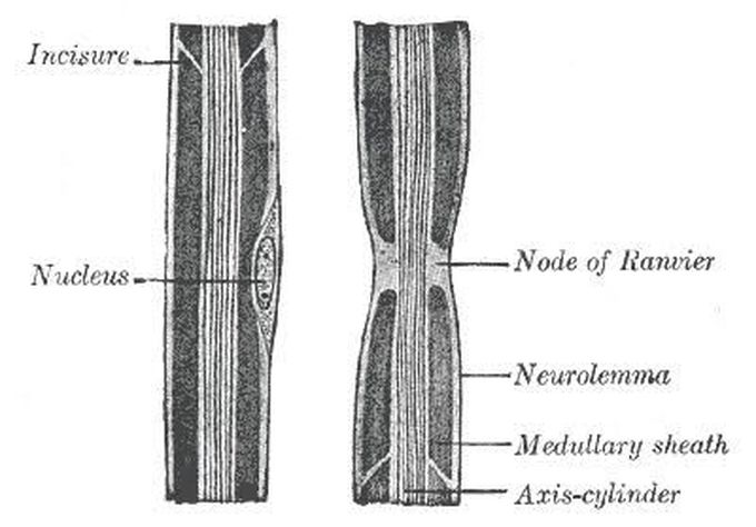 Neurolema