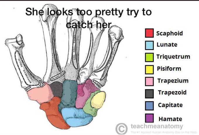 Carpals bones