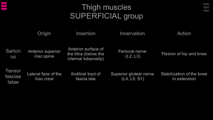 Superficial thigh muscles