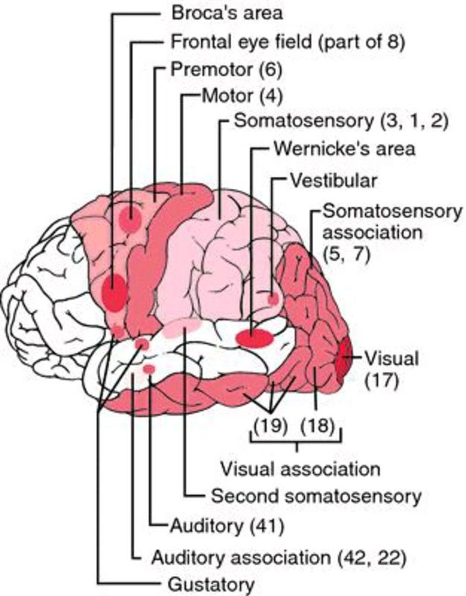 Area meaning. Frontal Eye field. Frontal Eye field gyrus атлас. Бродман. Area картинки.