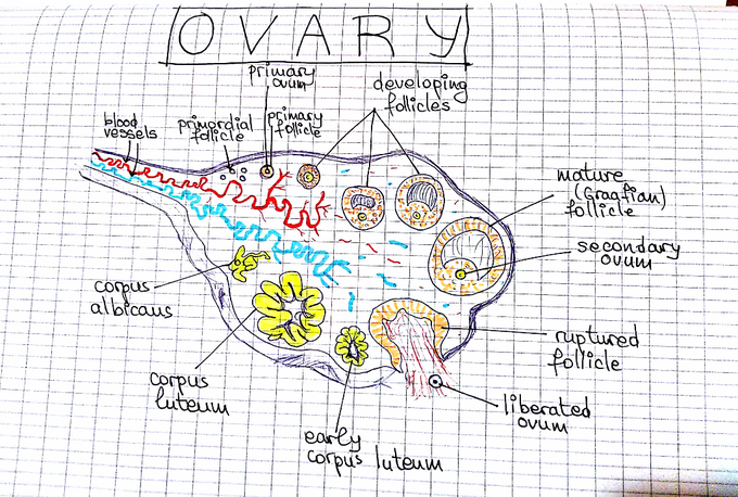 Anatomy of ovary and follicle