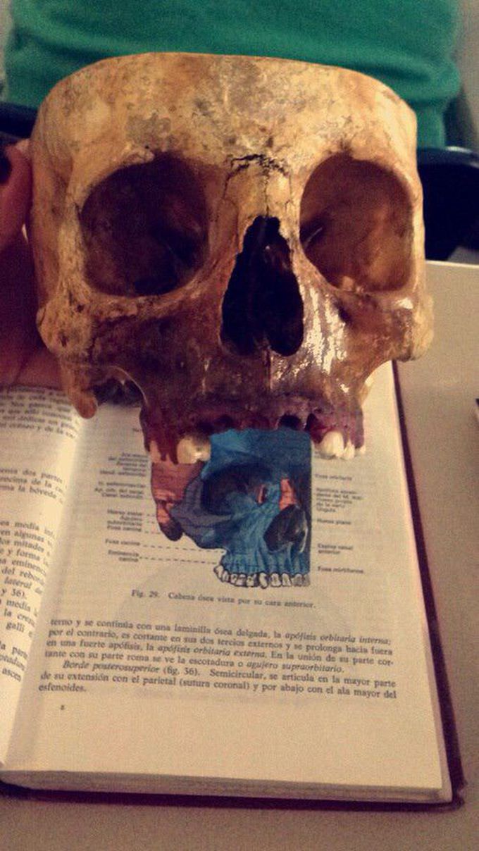 Real human skull