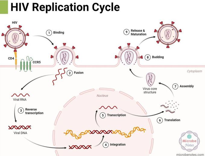 HIV Replication Cycle