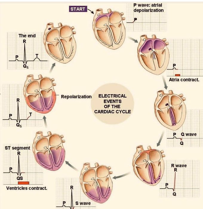 Electric events of cardiac cycle