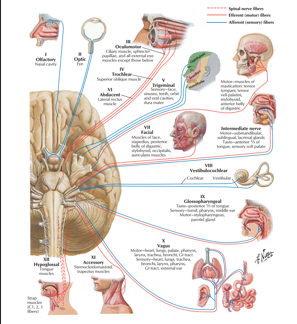 Cranial nerve [ motor \u0026 sensory distribution ]. - MEDizzy, image size:1004x1094