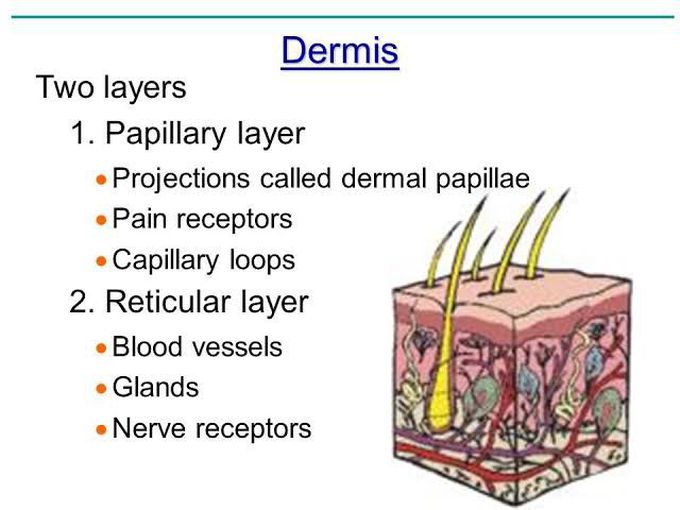 Middle layer of skin - Dermis