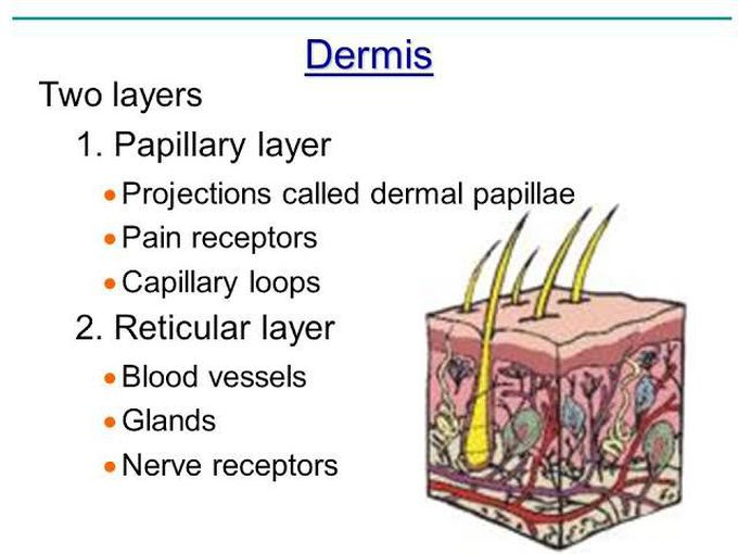 Middle Layer Of Skin Dermis Medizzy 