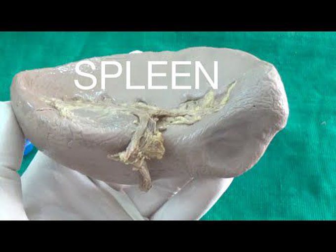 Overview of Spleen - Anatomy