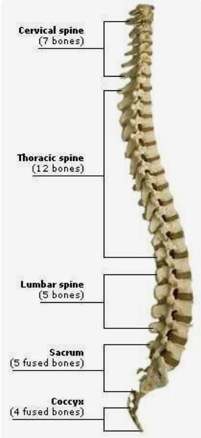 Vertebres