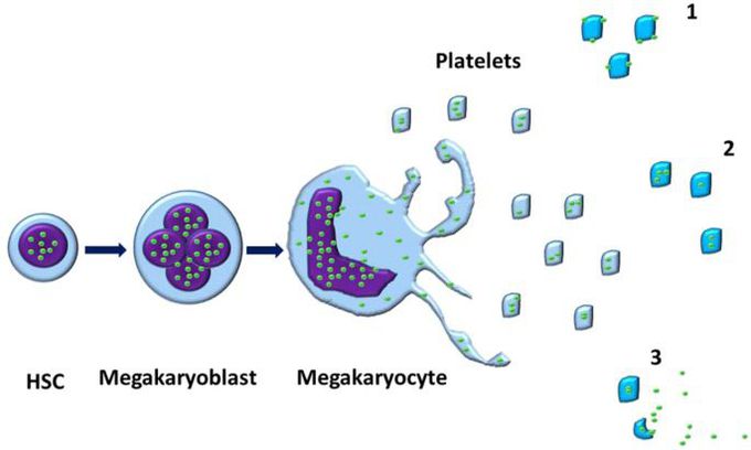 Megakaryocytes are cells in the bone marrow responsible for making platelets, which are necessary for blood clotting. One mystery regarding megakaryocytes is how they achieve their enormous size and large number of nuclei.