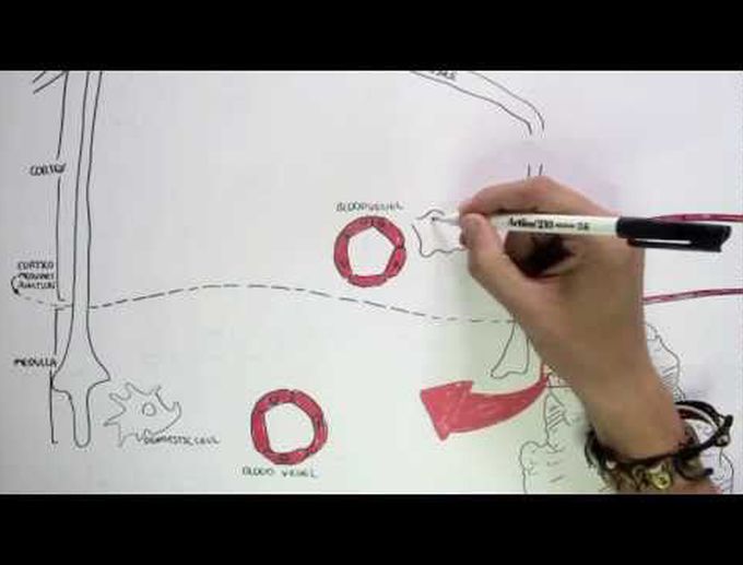 Immunology Map III - T cell development I