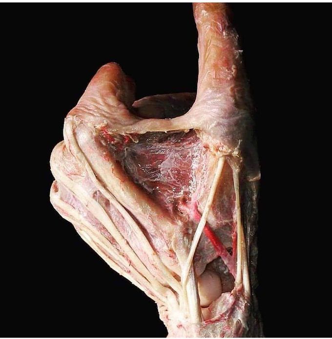 Anatomical Snuffbox