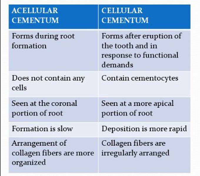 Acellular vs Cellular cementum