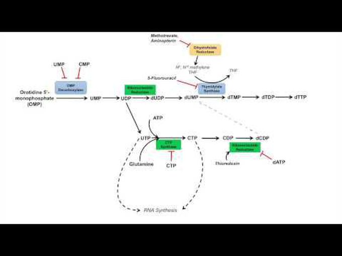 Salvage pathway and pyrimidine synthesis