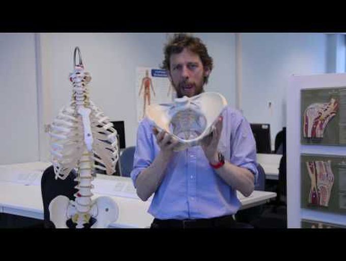 Hip bony bits and ligaments