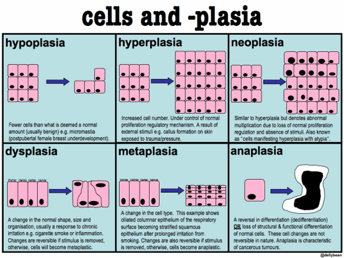 Cells and plasia