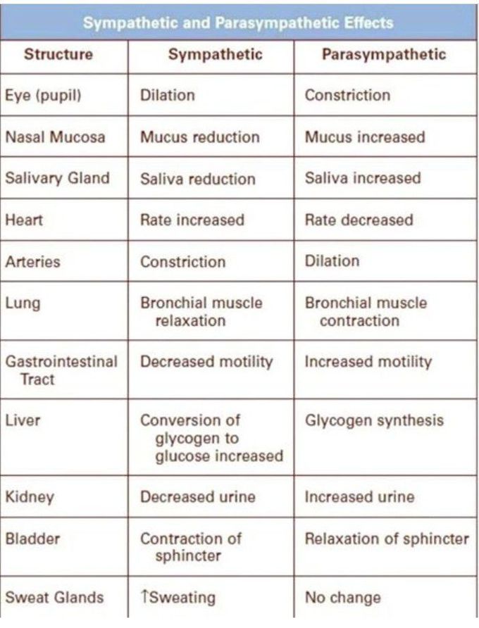 We need to know the difference BTW SYMPATHETIC & PARASYMPATHETIC EFFECTS ON SOME BODY FUNCTIONS.... 😴💓