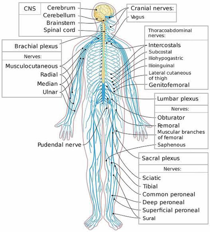 Parts of the Peripheral Nervous System