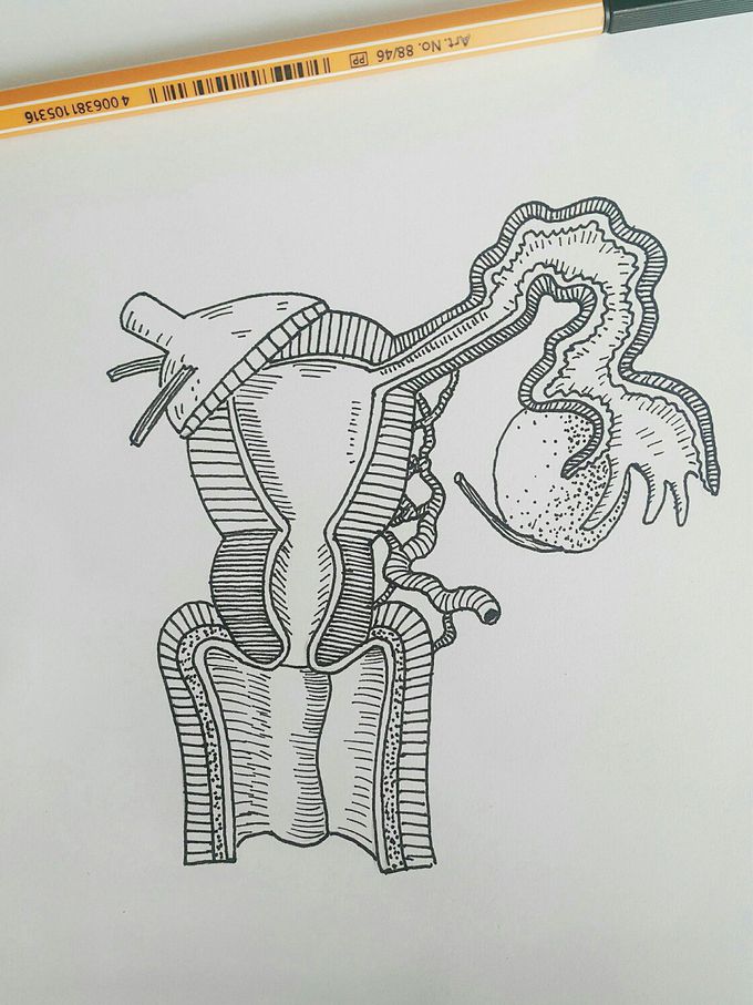 Uterus 🙈
