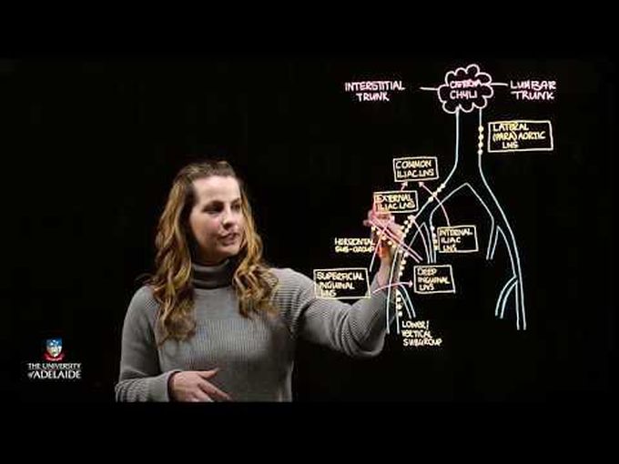 Pelvic Lymphatics and Lymph Nodes