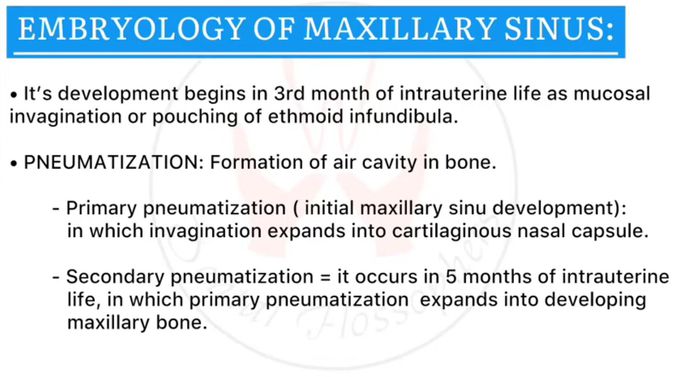 Maxillary Sinus -Embryology